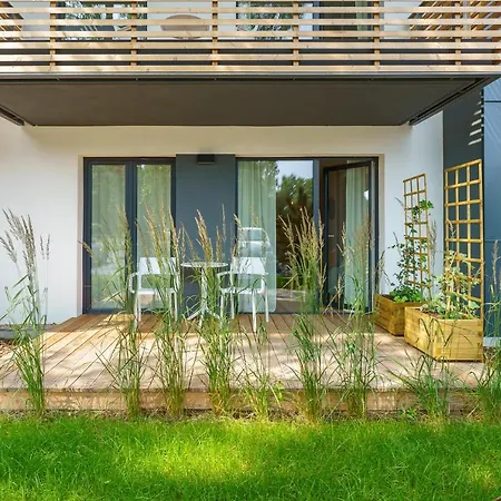 Birch Tree Surfingbird